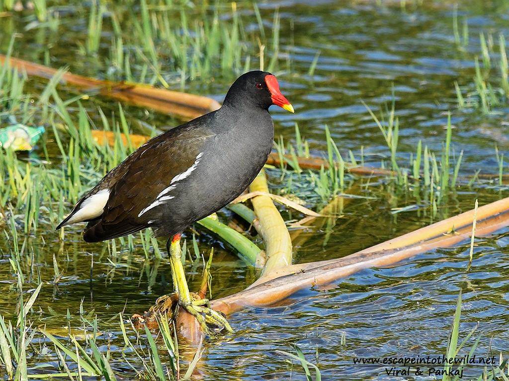 Common MoorHen
